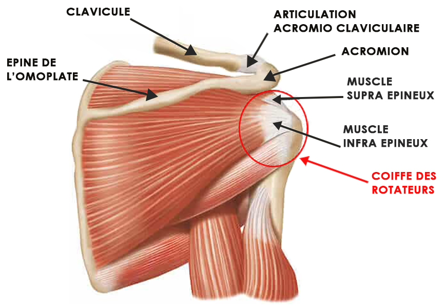 anatomie muscle de la coiffe des rotateurs de l'épaule